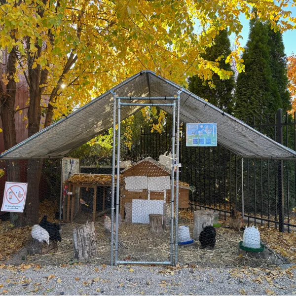 Chicken coop outside with chickens inside