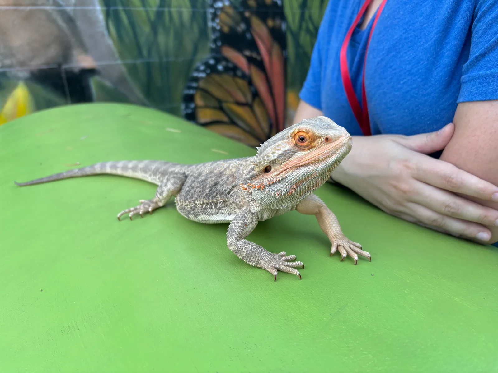 Kids gently holding a bearded dragon at an Animal Encounters program.